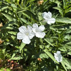 Roelia Plant 
