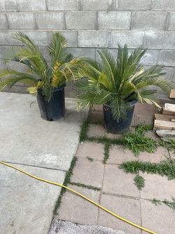 Palmas