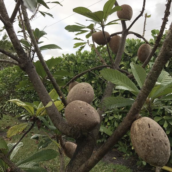 Tropical fruit trees for Sale in Miami, FL OfferUp