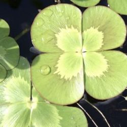Variegated Four-Leaf Clover Water Plant 