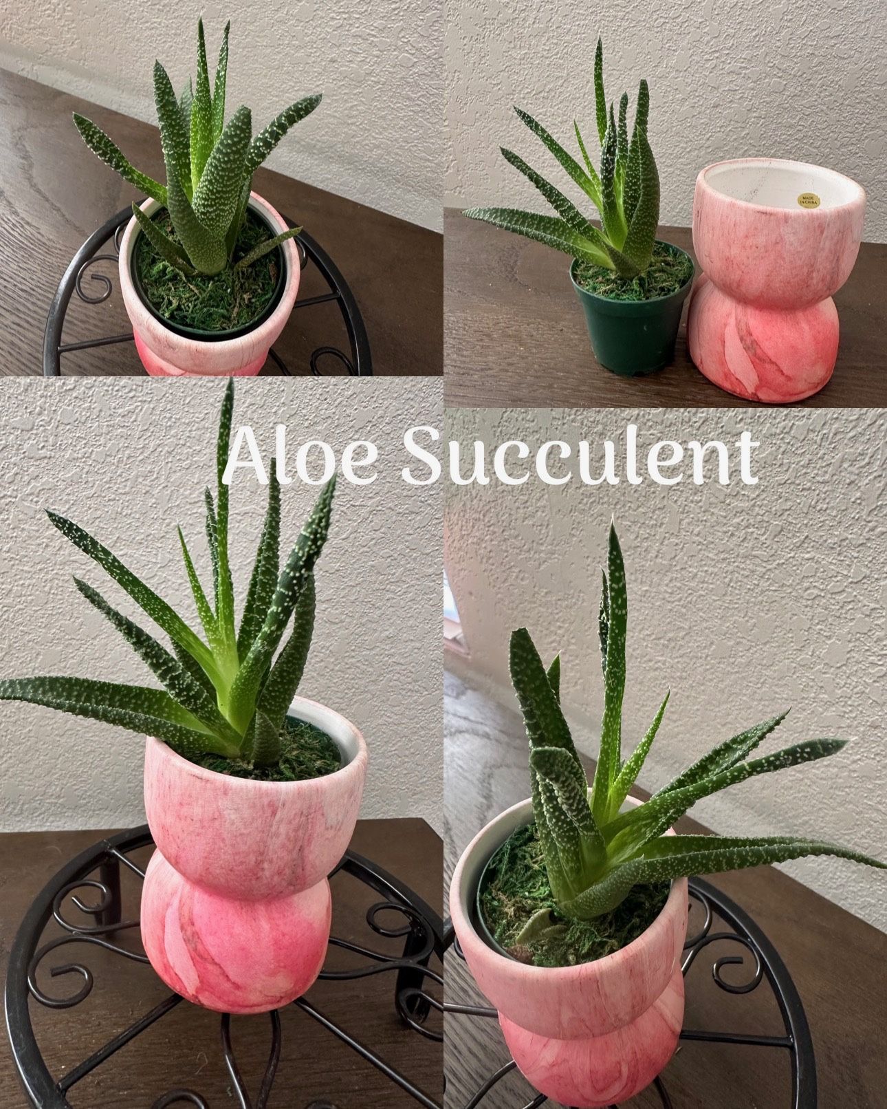 Plant - Aloe Succulent - Not Artificial
