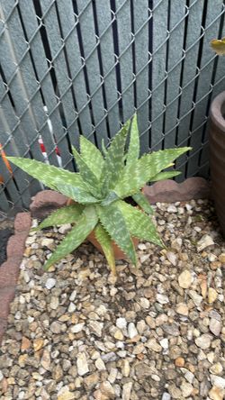 Live succulent