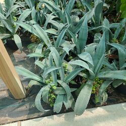 Agaves Azul .plants 3gallon 