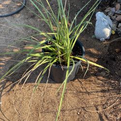 Desert Plant