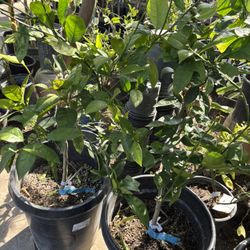 Washington Naval Orange Trees