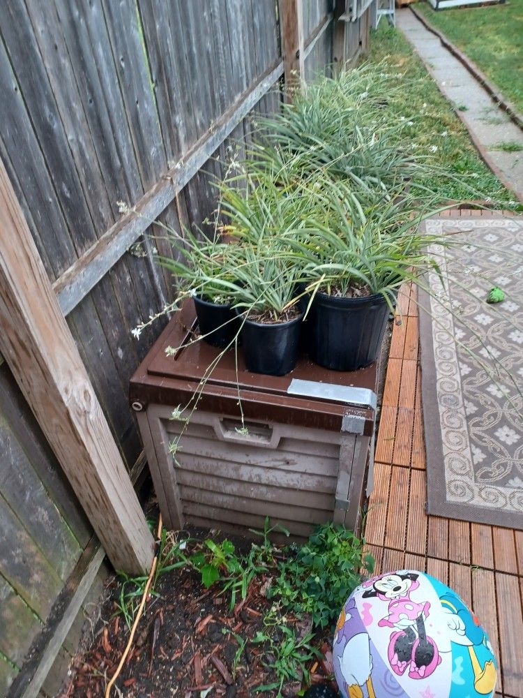Spider Plants
