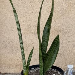 Snake Plant/Lengua de Suegra