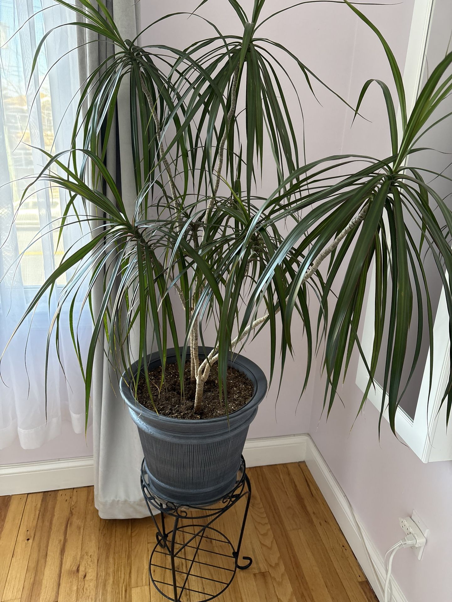 Gorgeous Indoor Palm Tree Easy Care Large Plant
