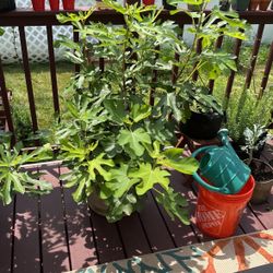 Little Miss Figgy Plant With Figs 