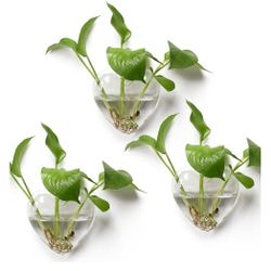 Plant Propagation Vases