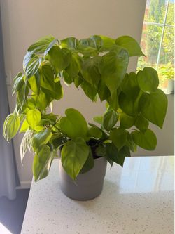Philodendron indoor plant