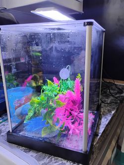 Fluval Spec Aquarium Kit, 2.6-gal