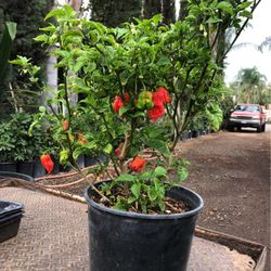 duo plant 2-N-1 Freedom Rose Duo