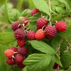 🍇Raspberry Plant (Brandywine)Frambuesa 
