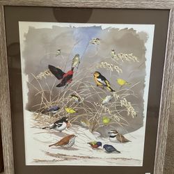 Bird Photo