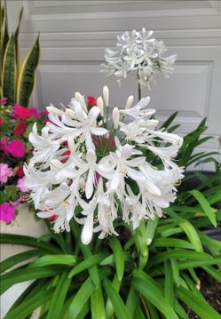 White Lily of the Nile plant in a 5-gal nursery pot