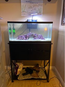 20 gallon saltwater tank