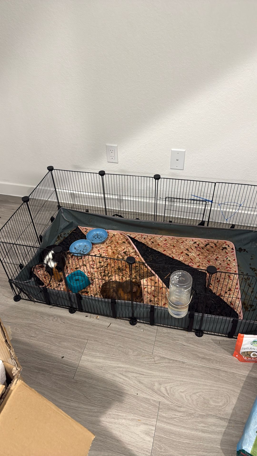 Guinea Pig Cage And Accessories (see Description) ;)