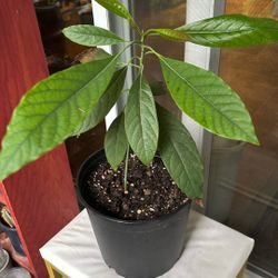 Avocado Plant