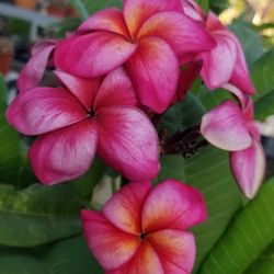 Thai Dwarf Sherbet Plumeria Tree/plant