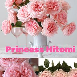 Princess Hitomi Rose Plant