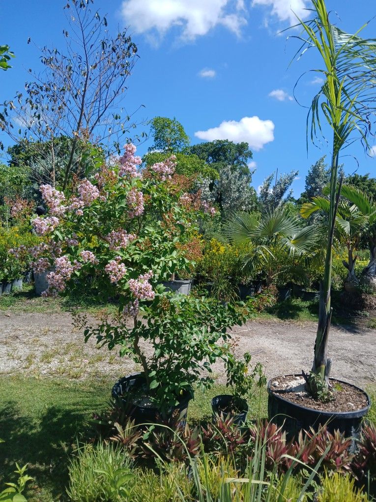 Crape Myrtle Plant Huge Sale $110