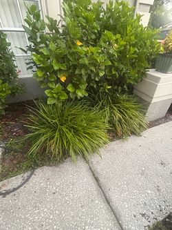 FREE 2 Huge Liriope grass plants 36” diameter