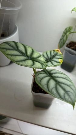 Silver Dragon Alocasia