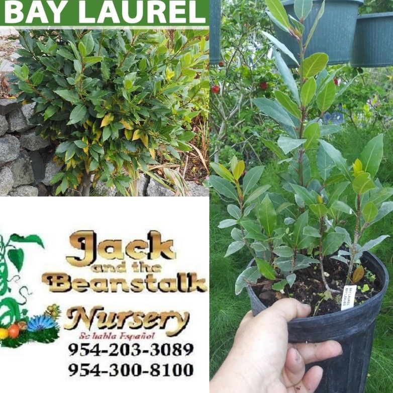 Bayleaf Trees In 3gal Arboles De Laurel En 3gal