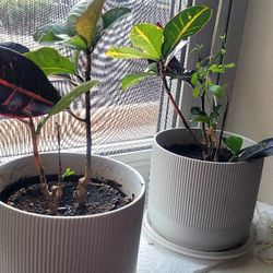 Pair Of Plants With Pots