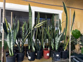 Snake plants