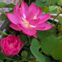 pink lotus 