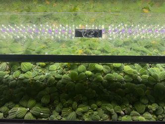Aquarium plants