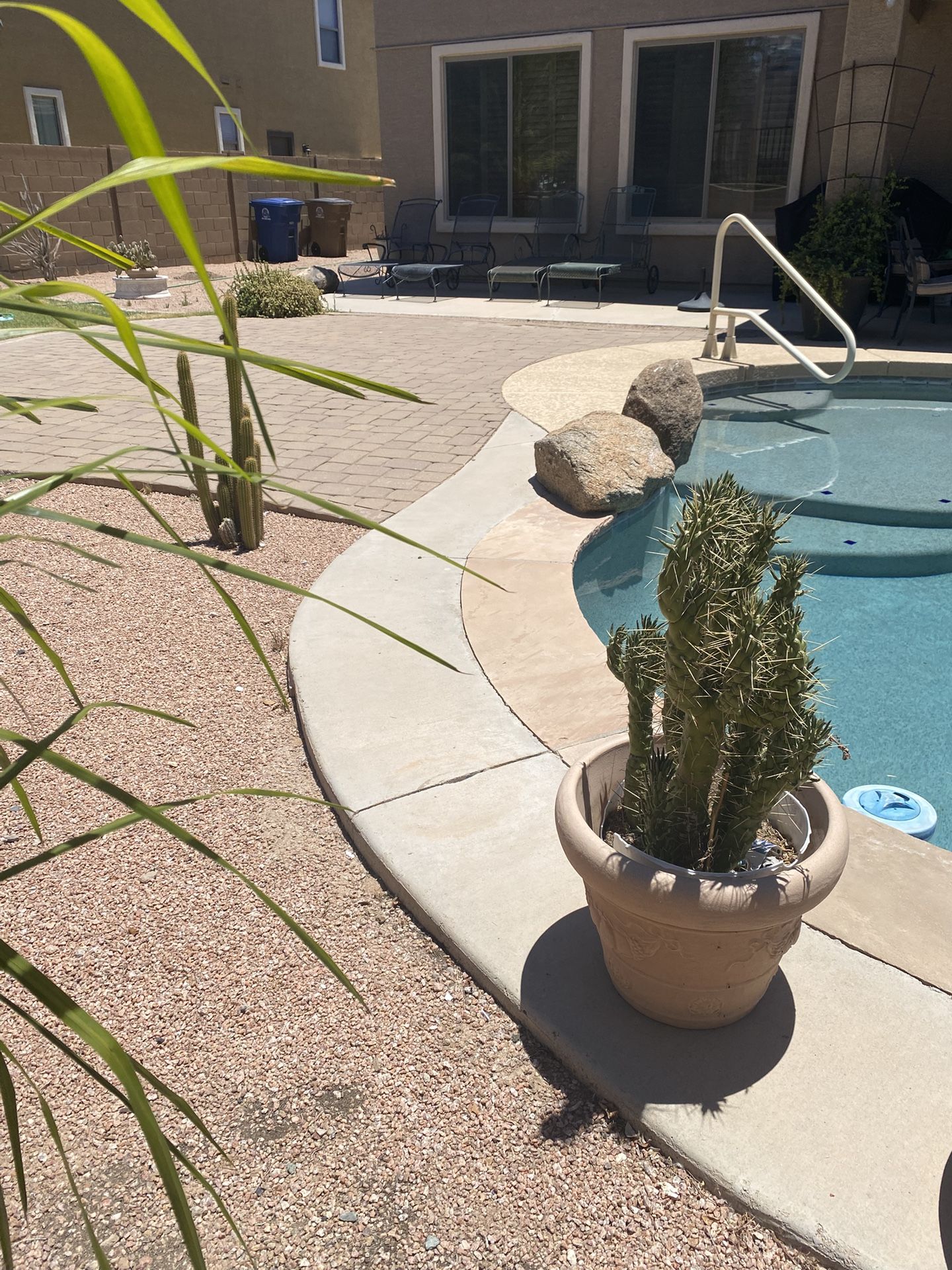 Large Plant