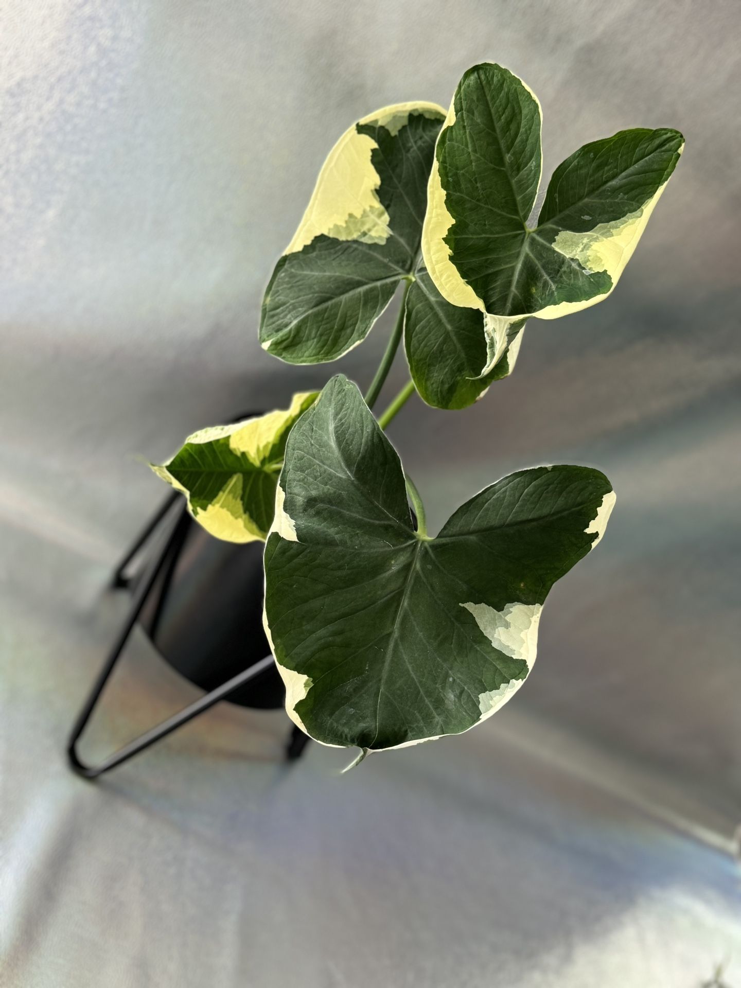 6” Rare Alocasia Mickey Mouse