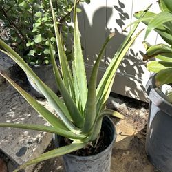 Aloe Vera 