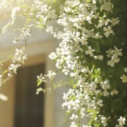 White star jasmine plants  🪴🌿🤍