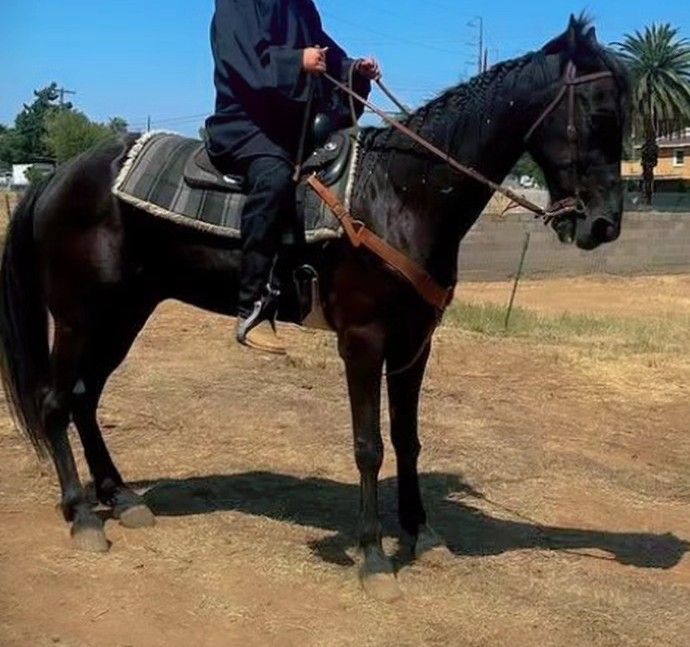 Horse