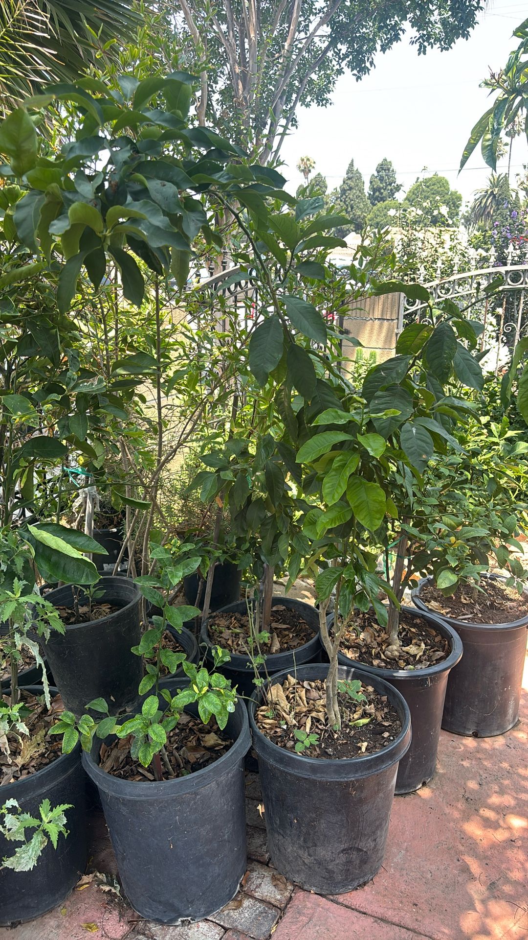 Fruit Plants