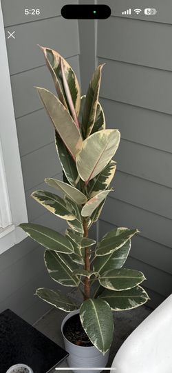 Real Rubber plant For Sale 