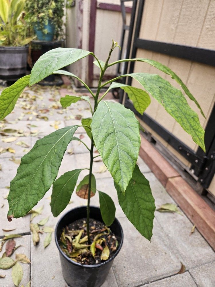 Avocado Plant 2 Ft