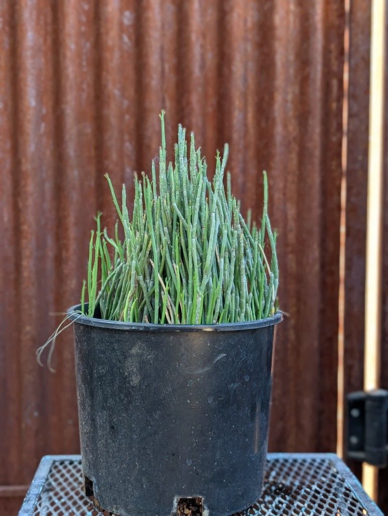 Candelellia Succulent