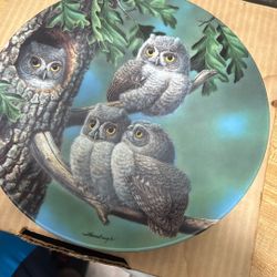 Peek-A-Whoo: Screech Owls”