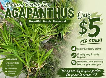 Blue/Purple Agapanthus Plants – Freshly Dug – $5 Each Stalk