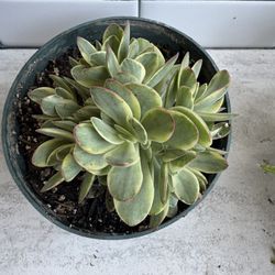Variegated succulent