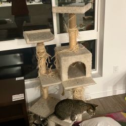 Very Used Cat Tree - Free