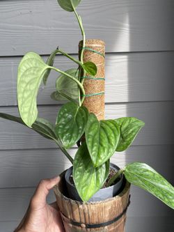 monstera plush Monstera Leaf Plushie Ornament  cinder + salt