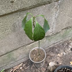 Avocado Plant 