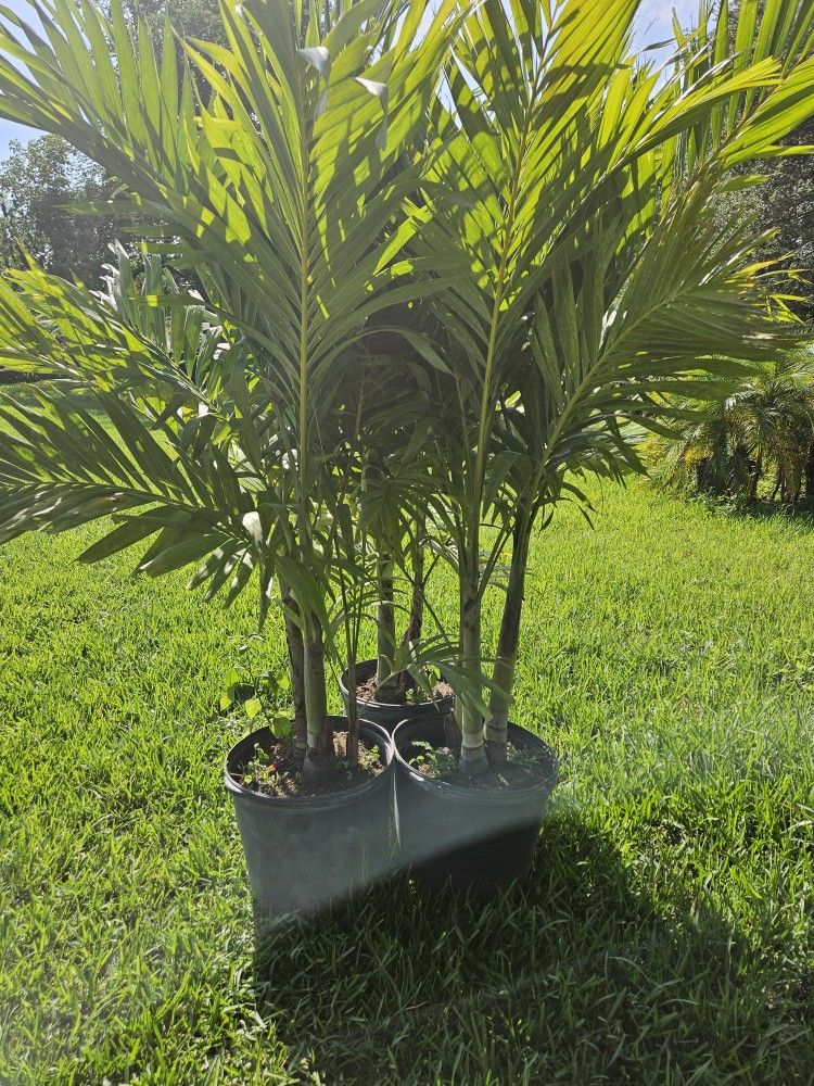crhistmas Palms over 6 to 7 feet tall Instant Privacy Hedge for fence and up