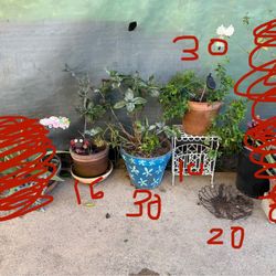 Several Plants In Planters Pots